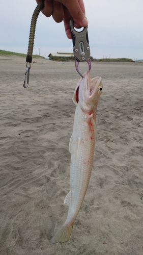 エソの釣果