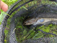 ニホンナマズの釣果