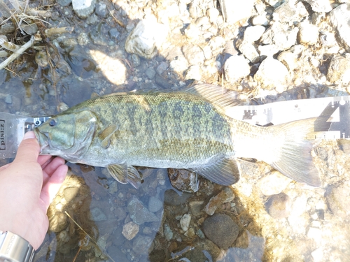 スモールマウスバスの釣果