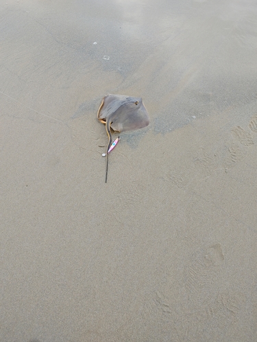 アカエイの釣果