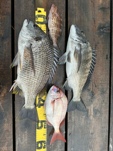 キダイの釣果