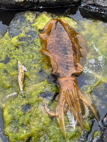 アオリイカの釣果