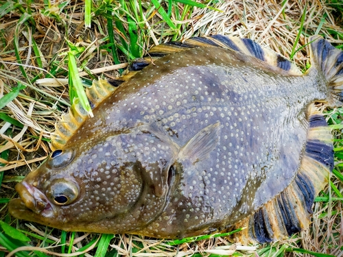 カワガレイの釣果