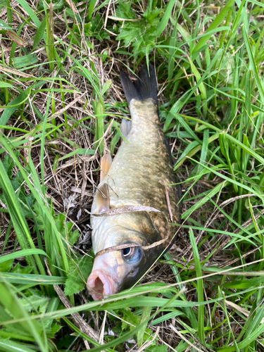 フナの釣果