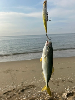 ワカシの釣果