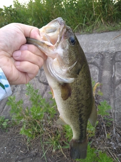 ラージマウスバスの釣果