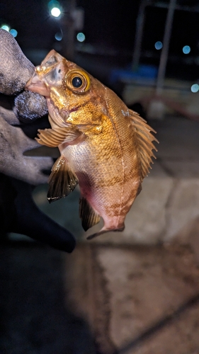 シロメバルの釣果