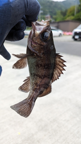 シロメバルの釣果