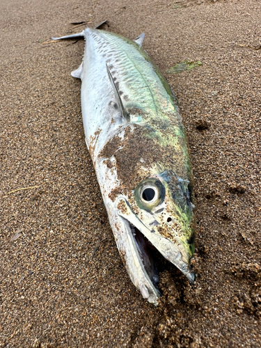 サゴシの釣果