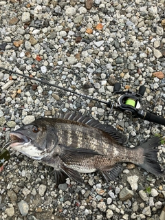 クロダイの釣果