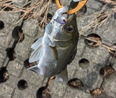 セイゴ（マルスズキ）の釣果