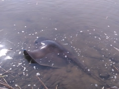 エイの釣果