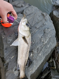 スズキの釣果