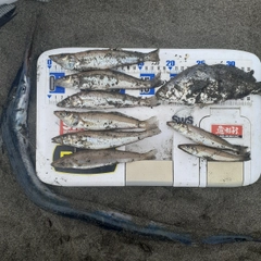 シロギスの釣果