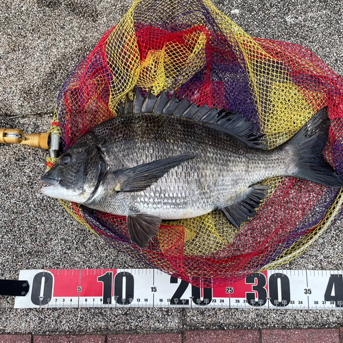 クロダイの釣果