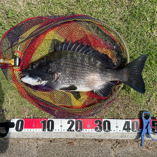 クロダイの釣果