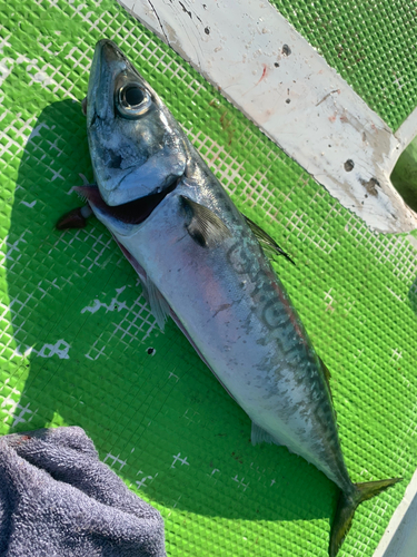 サバの釣果