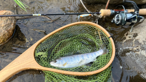 ヤマメの釣果