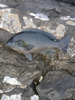 メジナの釣果