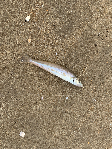 キスの釣果