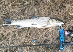 ニゴイの釣果