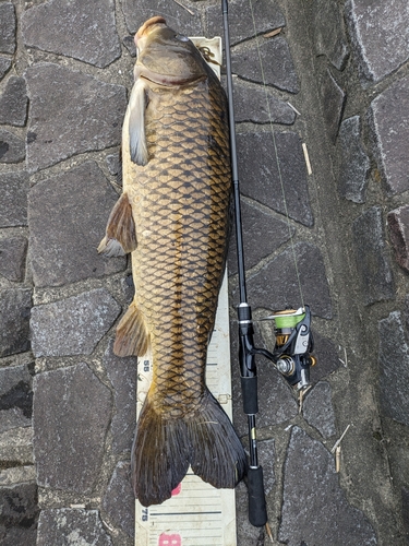 コイの釣果