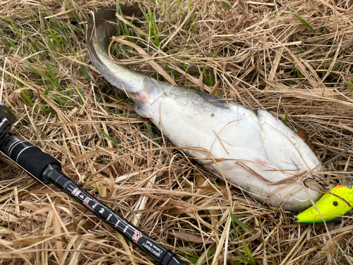 ナマズの釣果