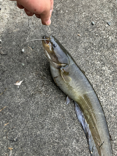 ニホンナマズの釣果