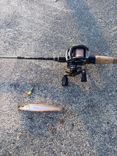 シロギスの釣果