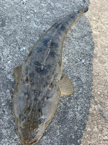 マゴチの釣果