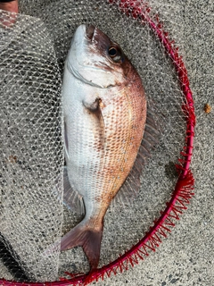 マダイの釣果