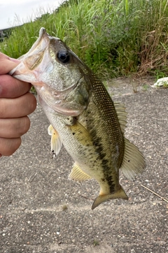 ブラックバスの釣果