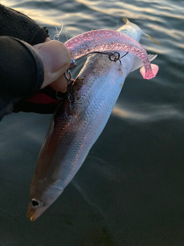 カマスの釣果