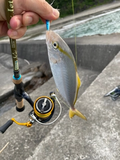 ショゴの釣果