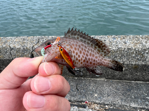 オオモンハタの釣果