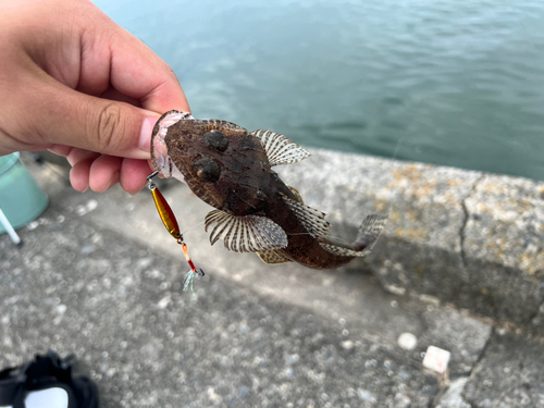 マゴチの釣果