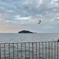 カタクチイワシの釣果