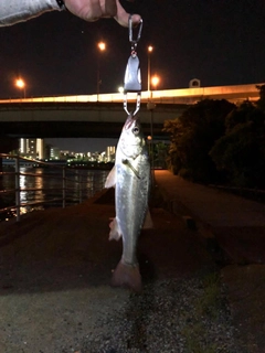 セイゴ（ヒラスズキ）の釣果