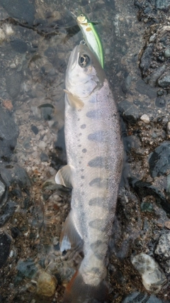 アマゴの釣果