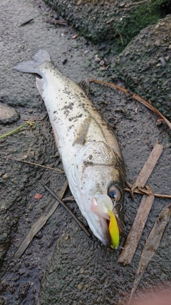 セイゴ（マルスズキ）の釣果