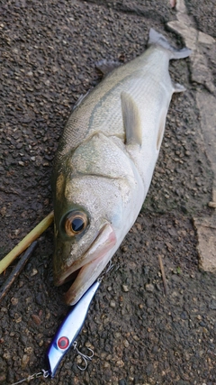 フッコ（マルスズキ）の釣果