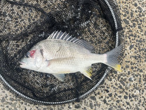 イトヨリダイの釣果