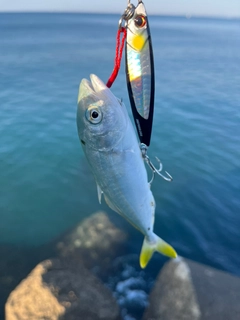 ワカナゴの釣果