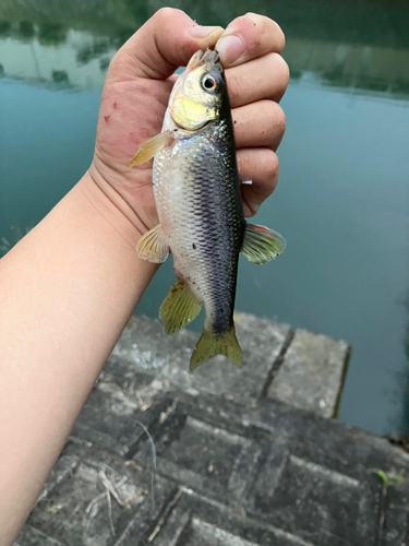 カワムツの釣果