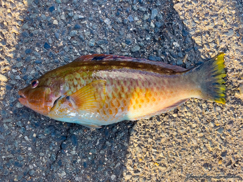 ホシササノハベラの釣果