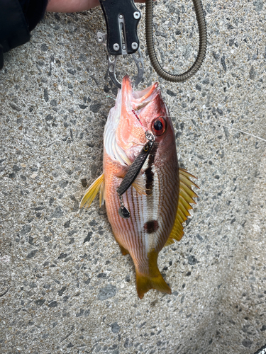 ヨコスジフエダイの釣果