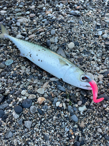 サバの釣果