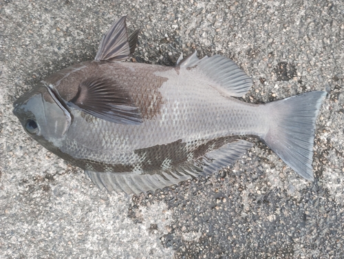 グレの釣果