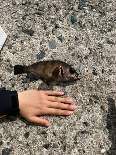 メバルの釣果