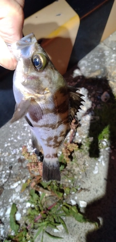 メバルの釣果